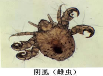 ʭ